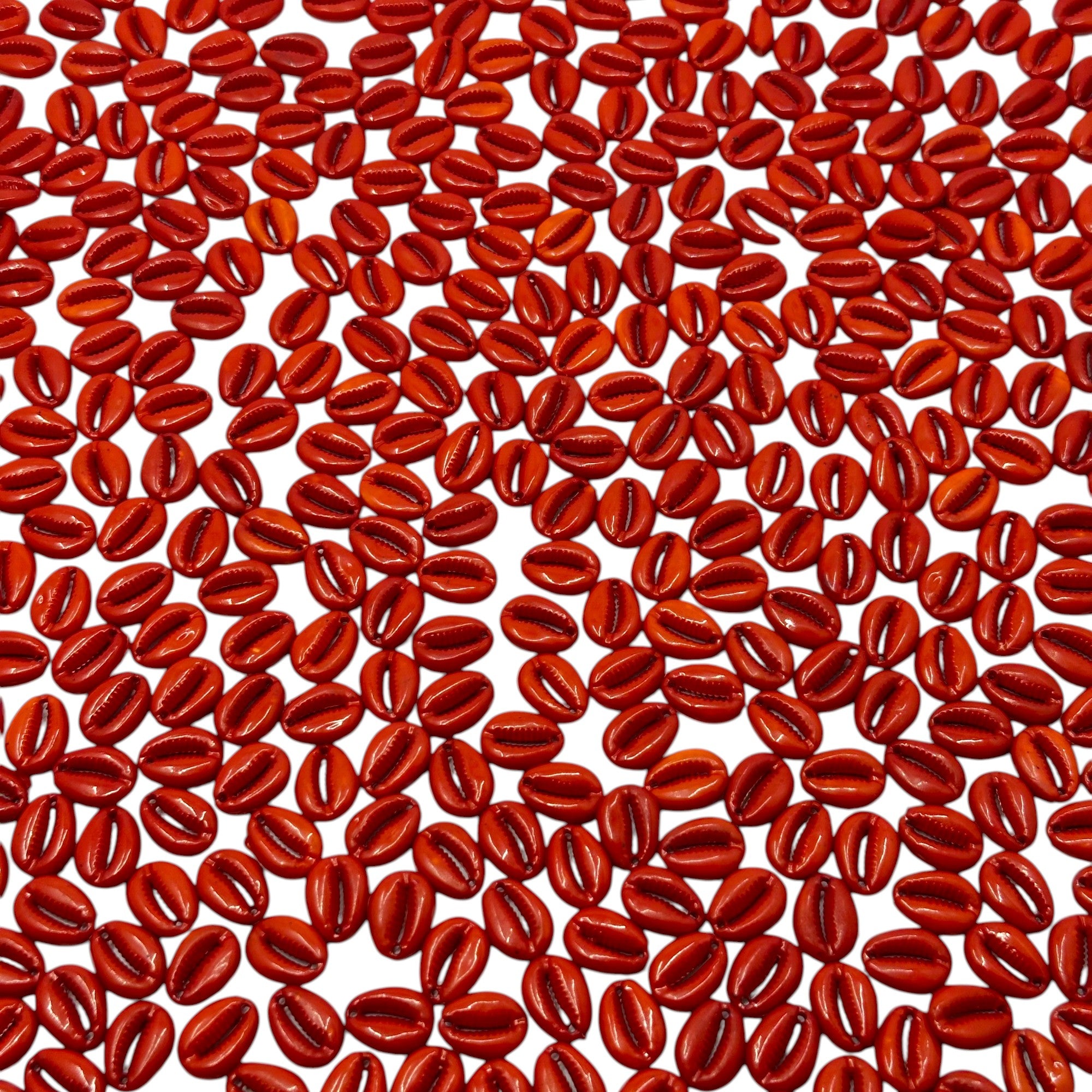 Classic red Cowrie shells for traditional Indian crafts