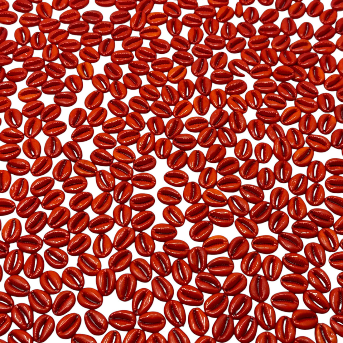 Classic red Cowrie shells for traditional Indian crafts