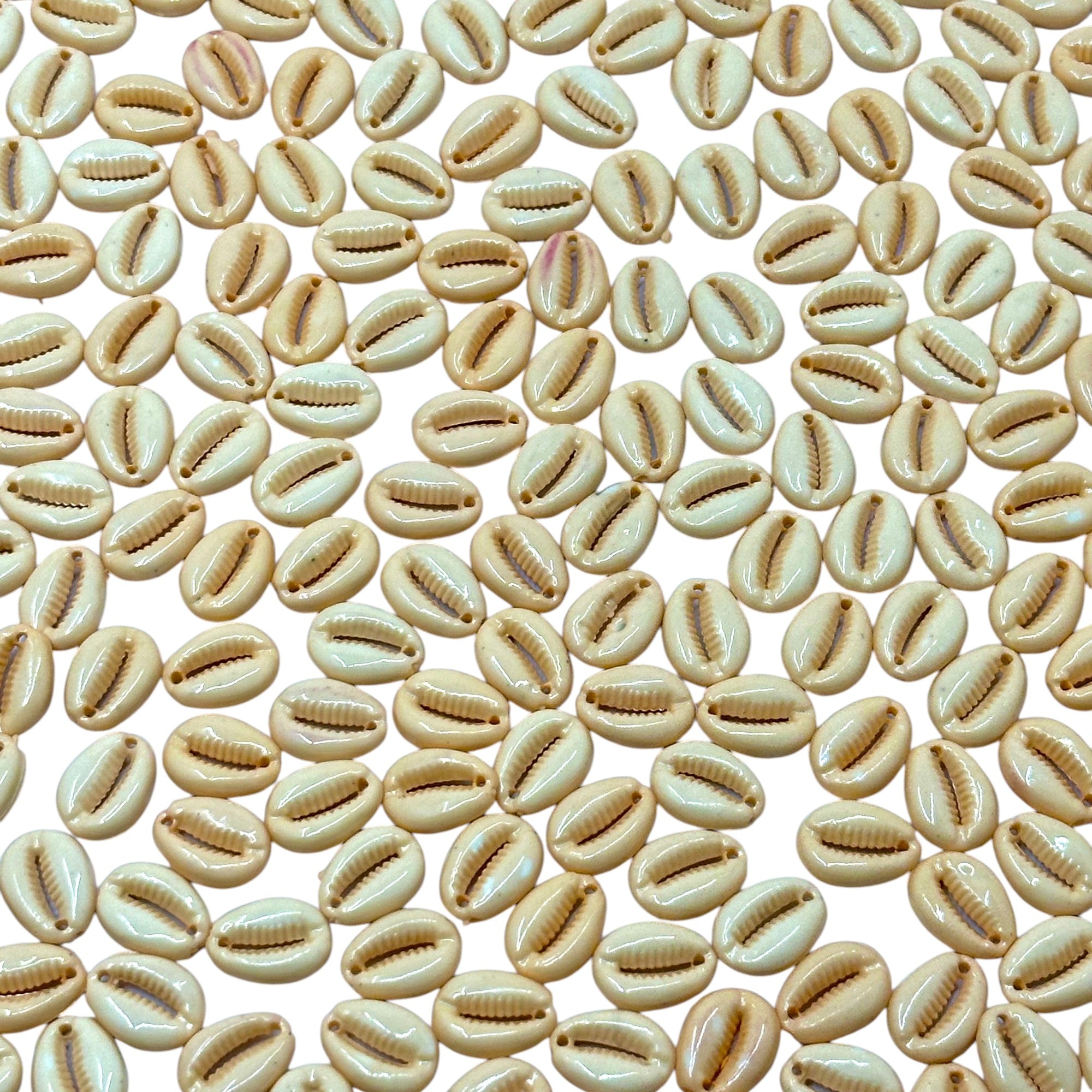 Natural off-white Cowrie Kodi shells for jewelry making