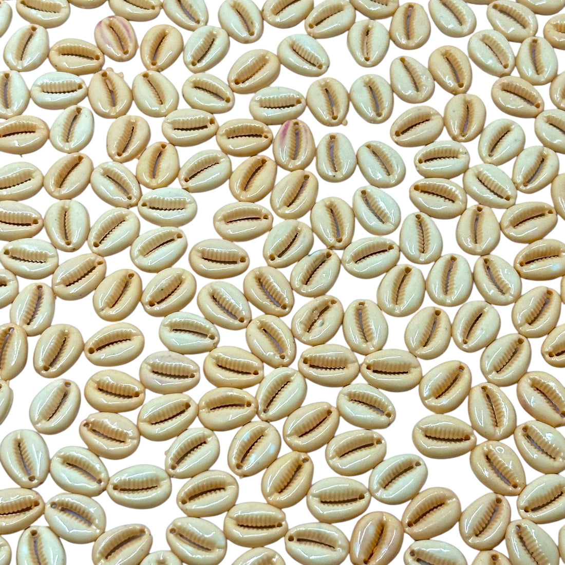 Natural off-white Cowrie Kodi shells for jewelry making